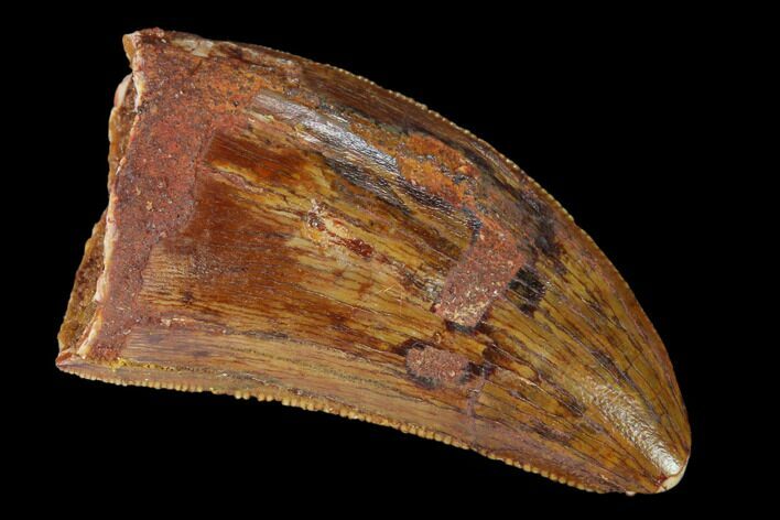 Serrated, Carcharodontosaurus Tooth - Real Dinosaur Tooth #156889